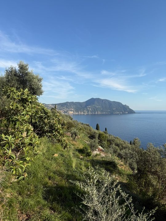 Portofino tra gli ulivi