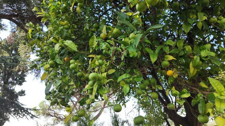 Limoni lungo la salita