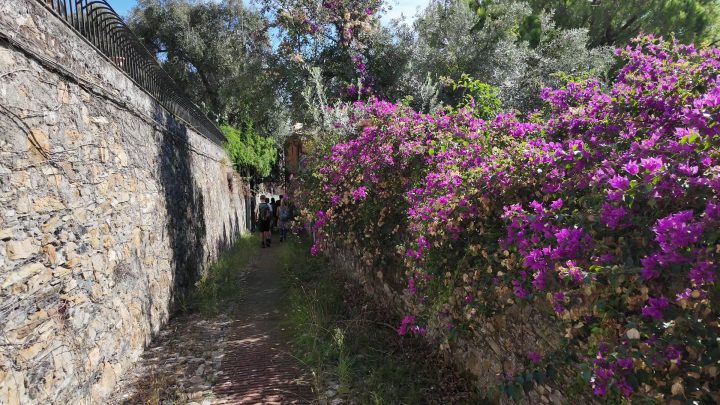 Sotto le bouganville